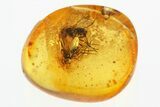 Detailed Fossil Flies (Dolichopodidae) In Baltic Amber - Mate Guard! #300741-1